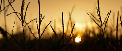 CORNFIELD SUNSET
