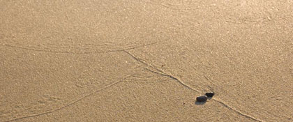 SARDINIA 12